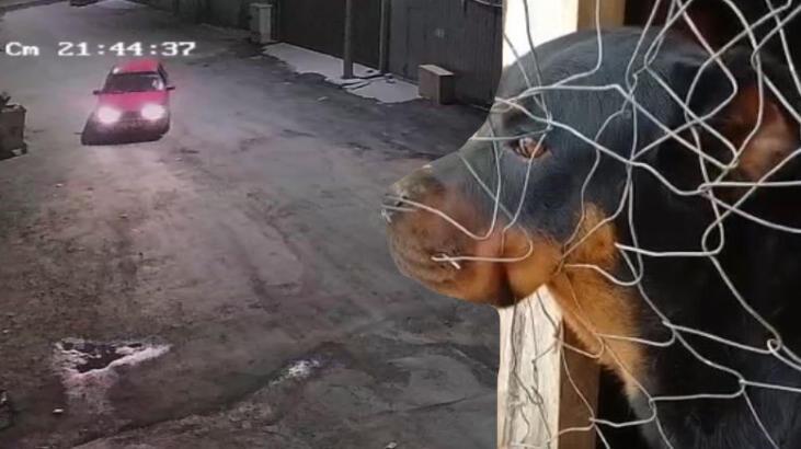 Antalya’da iş yerini hırsızlardan korunması için bekleyen köpekler çalındı