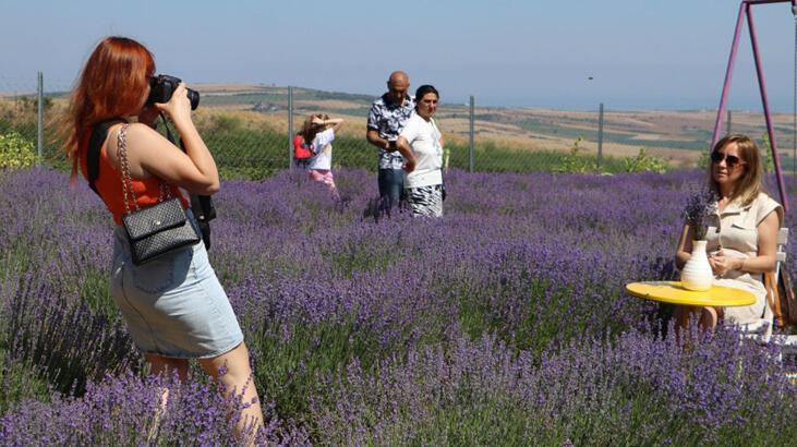 Tekirdağ’da tarlalar mor renge büründü! ‘Amacımız tüm dünyaya duyurmak’