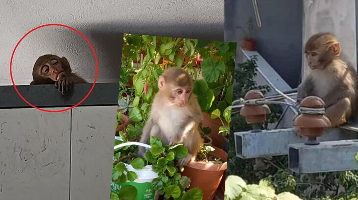 Evlere giren maymun yakalandı, Sümeyye ağladı: İsmini ‘Şakir’ koymuştum