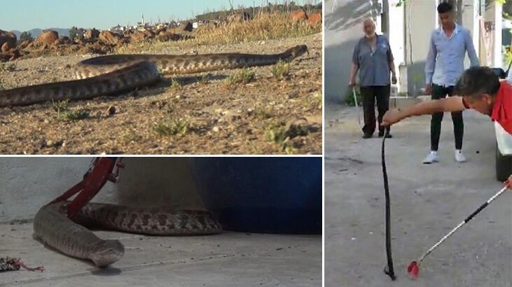 Yılanlar arttı, uyarı geldi! Evlerin etrafına kükürt dökün