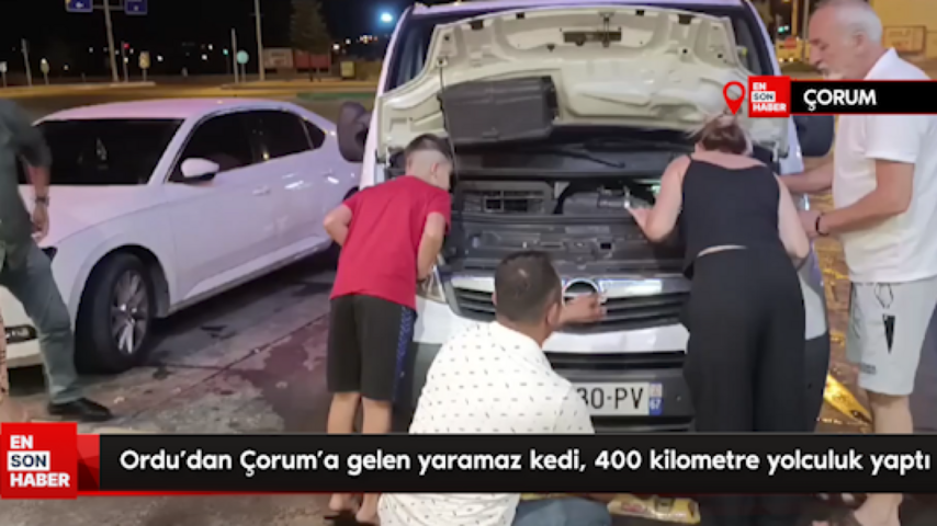Ordu’dan Çorum’a gelen yaramaz kedi, 400 kilometre yolculuk yaptı