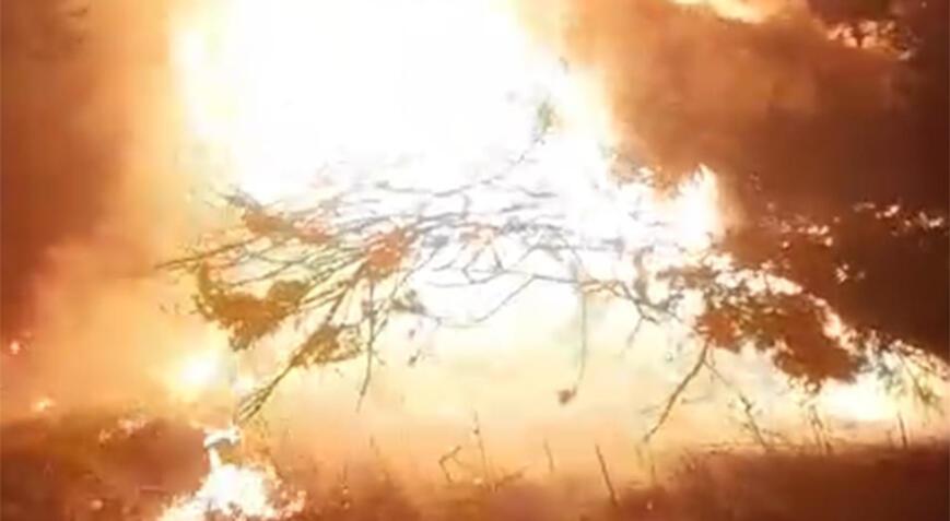 Silivri’de korku dolu anlar! Asırlık çam ağacı alev alev yandı