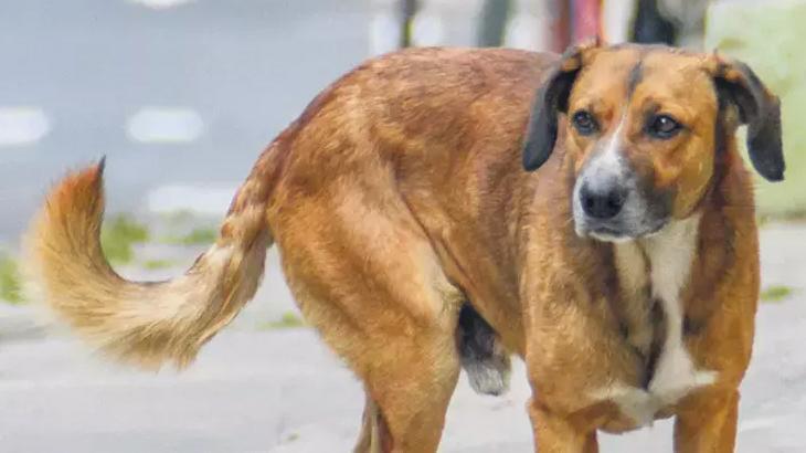 İtalyan işi teşvik sorunu çözer mi?