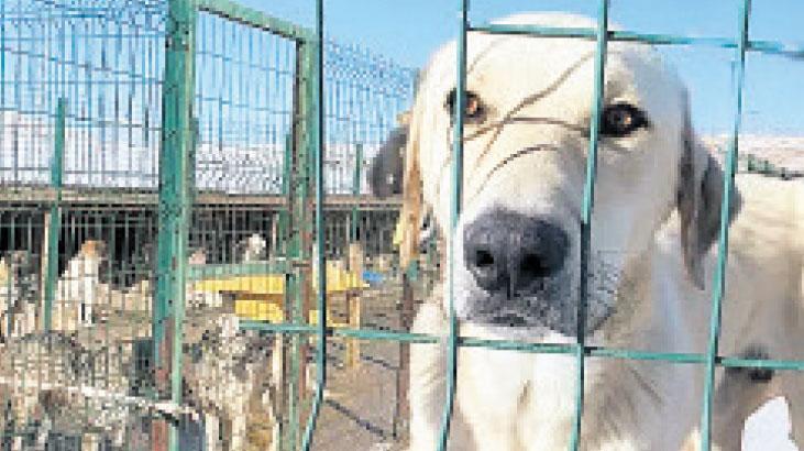 ‘Çözüm yolu kısırlaştırma merkezleri’