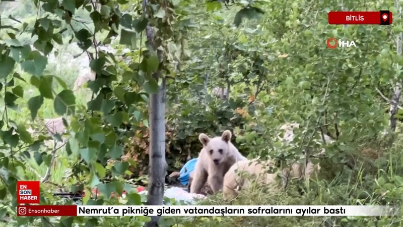 Nemrut’a pikniğe giden vatandaşların sofralarını ayılar bastı