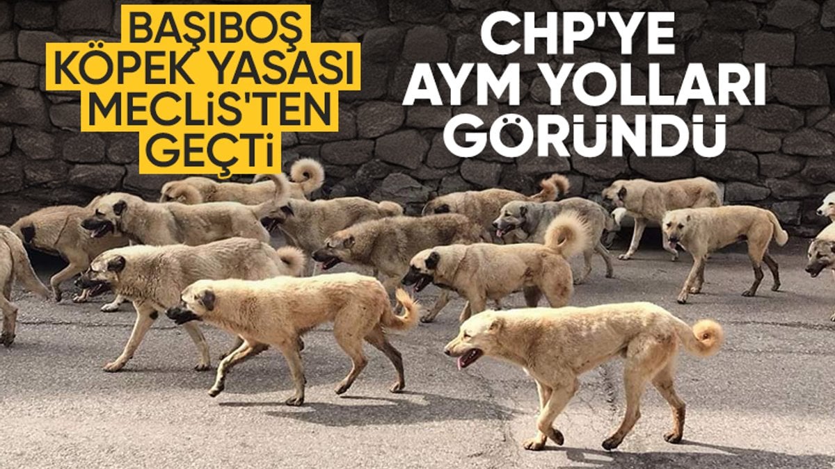 TBMM’den geçen sokak köpeği düzenlemesi için CHP, AYM’ye gidiyor