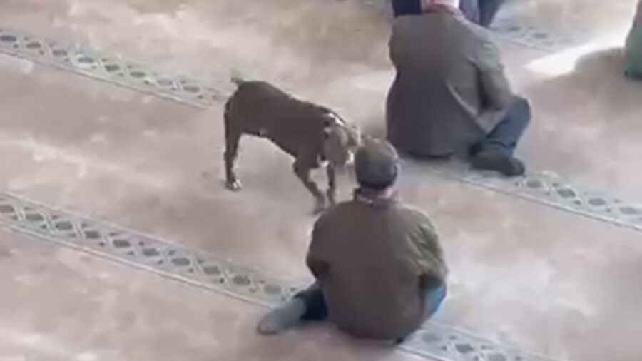 Kocaeli’de cuma vaazı sırasında camiye pitbull girdi